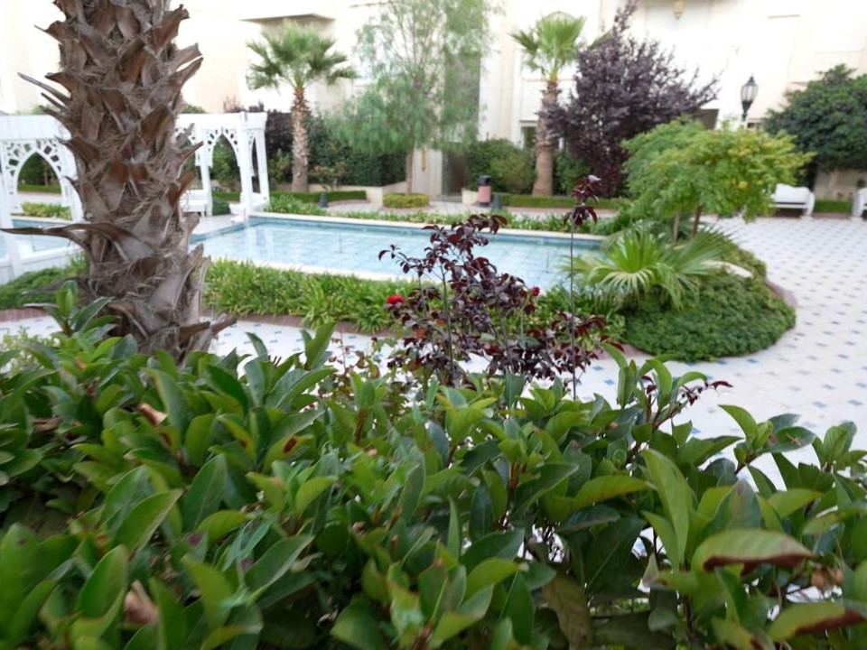 Green tropical courtyard with a rectangular pool, palm trees, and white arched trellis in the background the foreground shows lush shrubs.