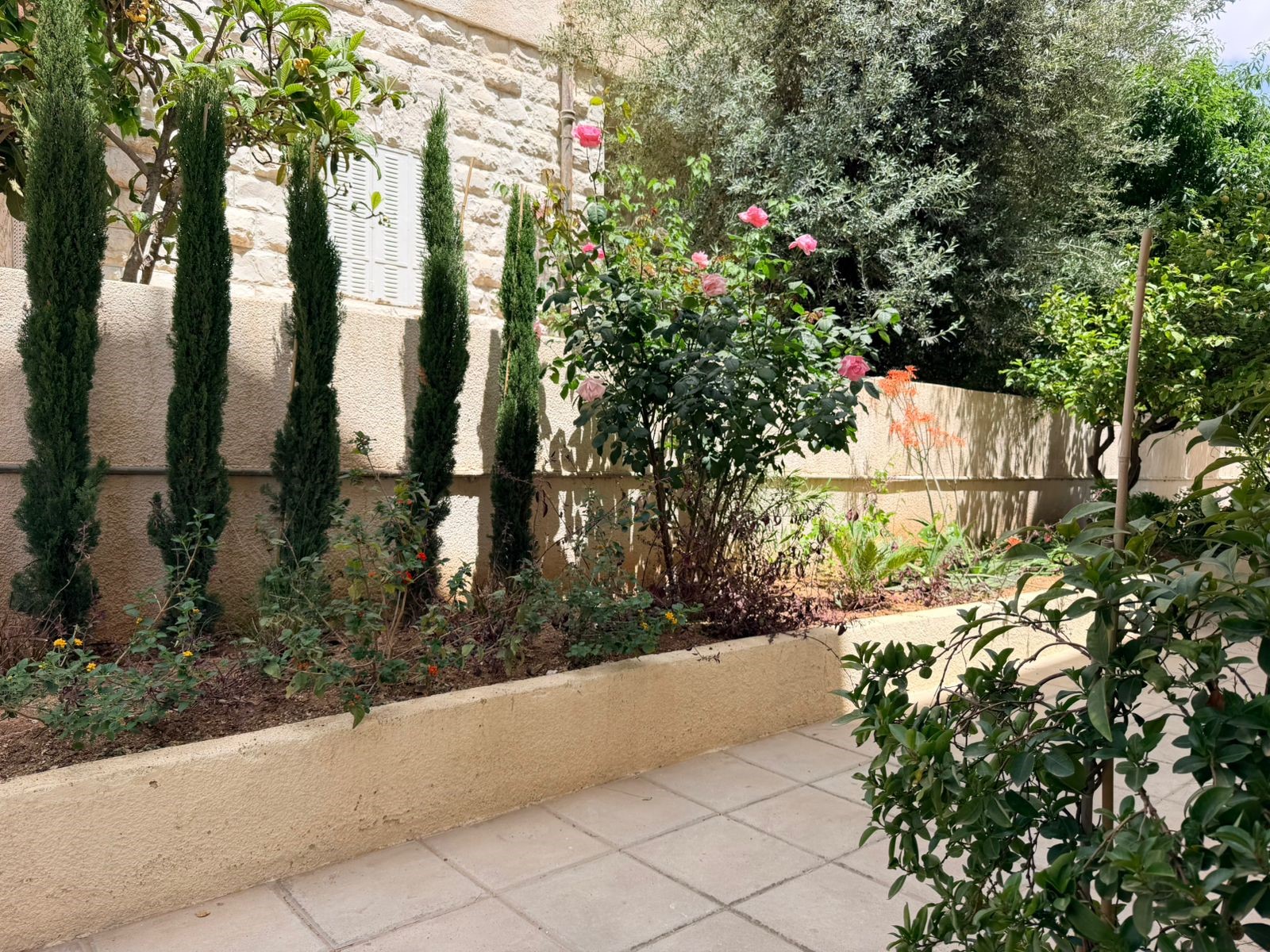 f4a93bfb-7ed3-41ed-a0db-cbb521e1c51c Garden bed along a beige stucco wall with tall, narrow cypress shrubs and pink roses.