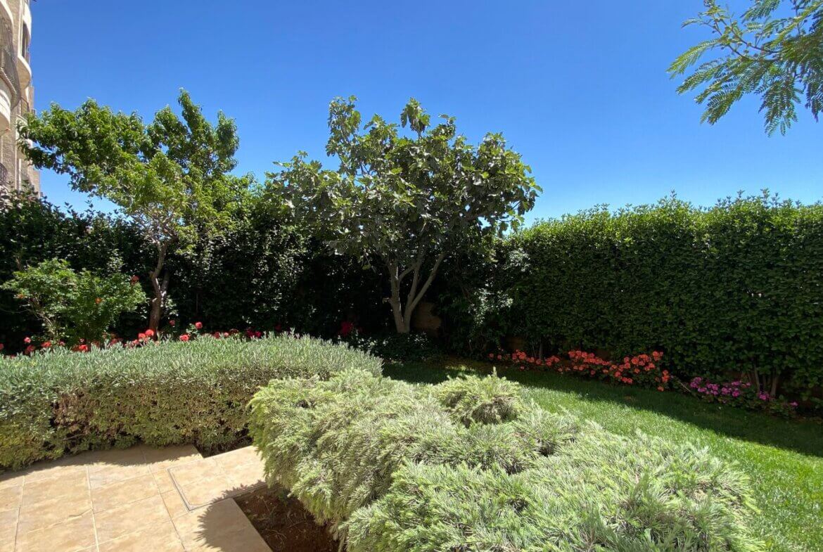 Sunny backyard garden with a tiled patio, low hedges, and a large tree against a tall privacy hedge under a blue sky.