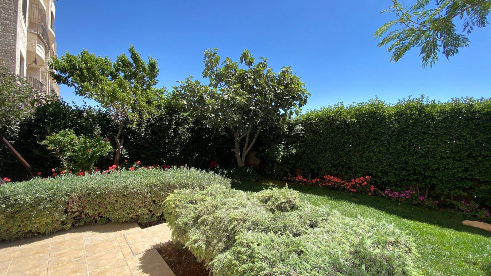 5ba9a31f-bcf8-4c04-8ec5-1d63c1ba3198 Sunny backyard garden with a tiled patio, low hedges, and a large tree against a tall privacy hedge under a blue sky.