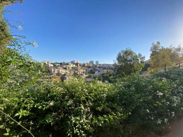 City buildings along a hillside viewed from a lush garden with white flowers in the foreground under a clear blue sky.