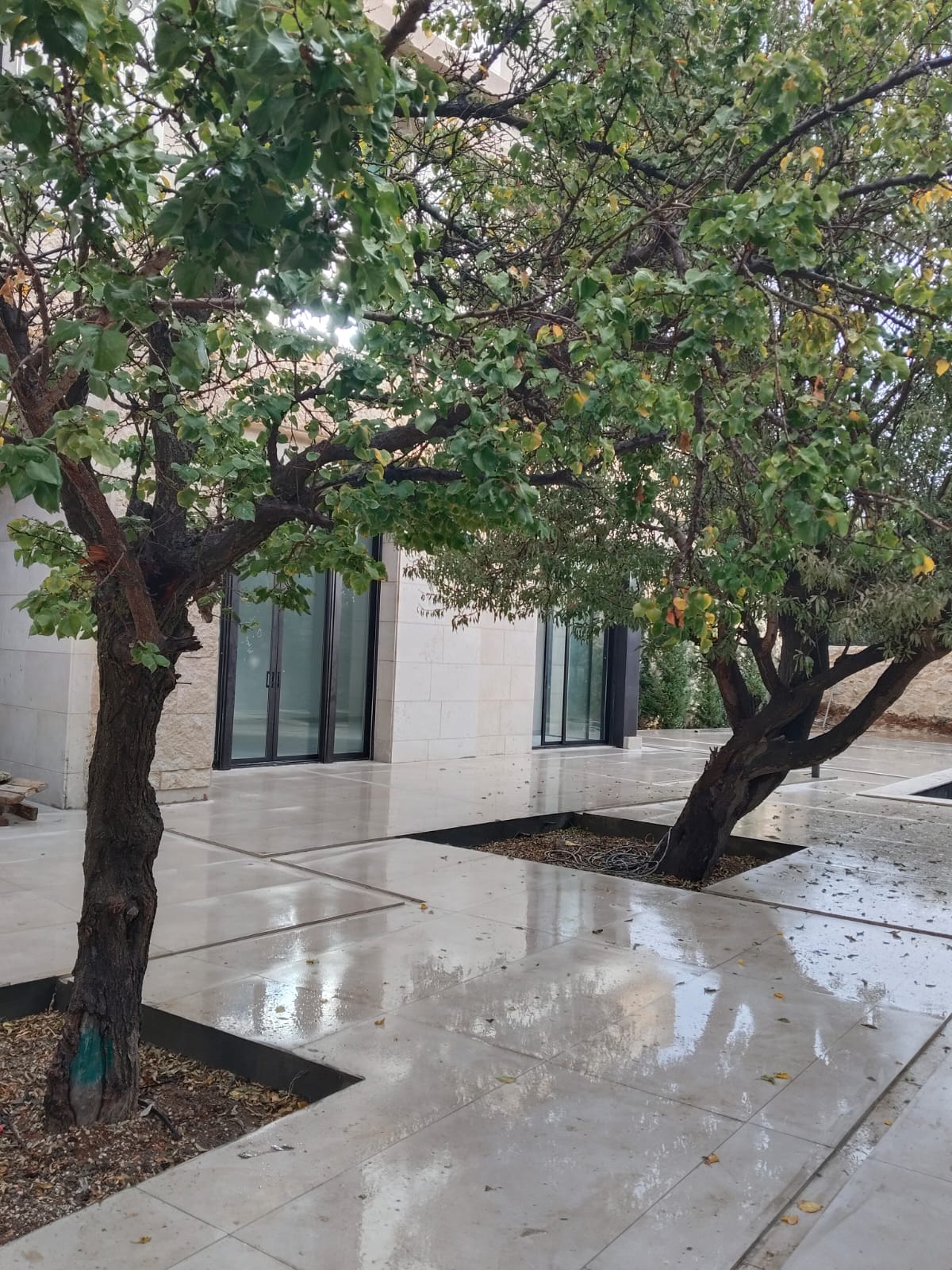 WhatsApp Image 2026-04-08 at 23510 PM 15 Trees with dense green leaves in a modern courtyard, reflecting a wet, polished tile surface and glass doors in the background.