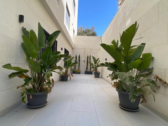 Narrow courtyard with tall potted tropical plants along both walls and a blue sky above an open end of the space.